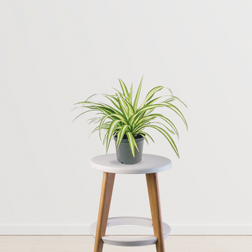 Large spider plant for indoor use